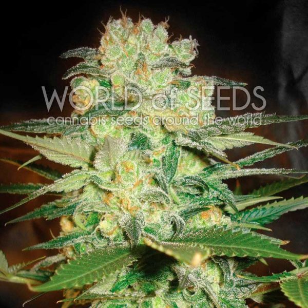 Afghan Kush x White Widow World of Seeds Nasiona marihuany