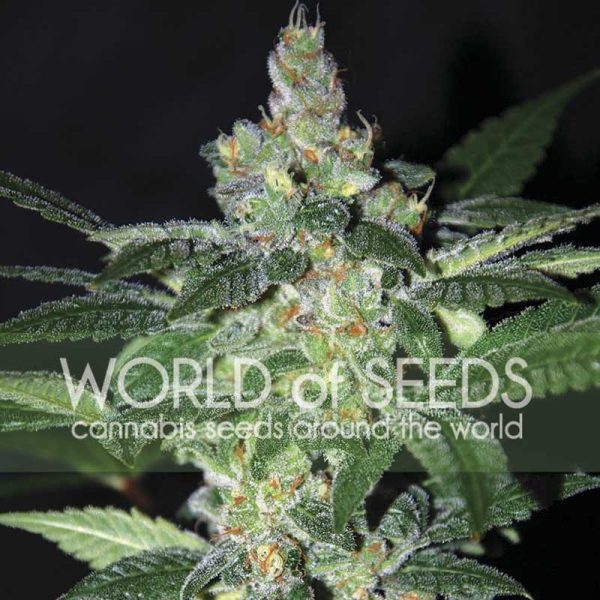 Amnesia World of Seeds Nasiona marihuany