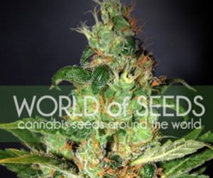 World of Seeds Chronic Haze