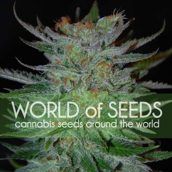 New York 47 World of Seeds Nasiona marihuany