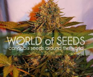 Northern Light x Big Bud Ryder  World of Seeds Nasiona marihuany 
