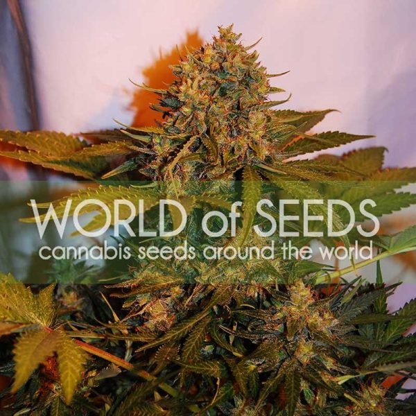 Northern Light x Big Bud Ryder World of Seeds Nasiona marihuany