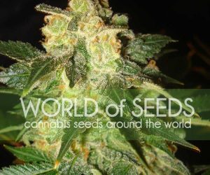 Pakistan Ryder  World of Seeds Nasiona marihuany 