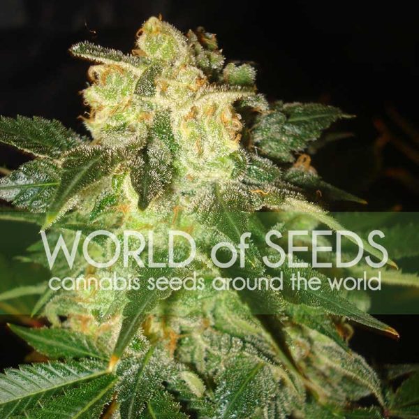 Pakistan Ryder World of Seeds Nasiona marihuany