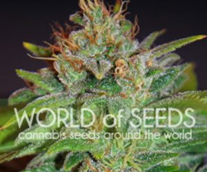 Skunk 47  World of Seeds Nasiona marihuany 