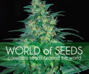 South African Kwazulu  World of Seeds Nasiona marihuany 