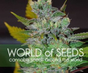 World of Seeds Space