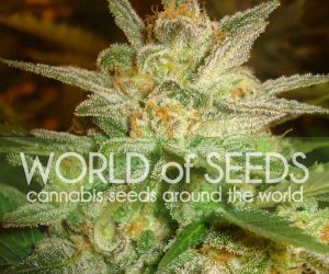 Star 47  World of Seeds Nasiona marihuany 