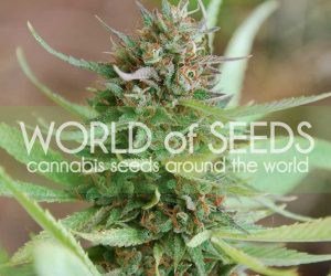 Strawberry Blue  World of Seeds Nasiona marihuany 