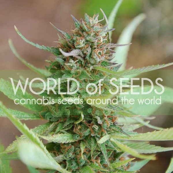 Strawberry Blue World of Seeds Nasiona marihuany