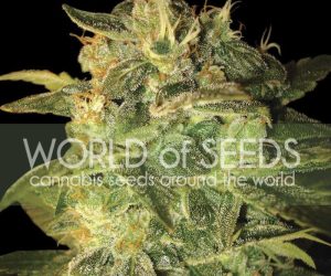 Sugar Mango Ryder  World of Seeds Nasiona marihuany 