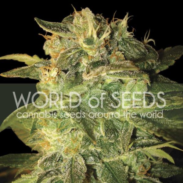 World of Seeds Sugar Mango Ryder
