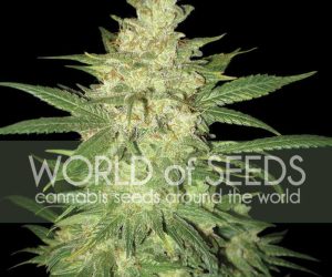 Sweet Coffee Ryder  World of Seeds Nasiona marihuany 