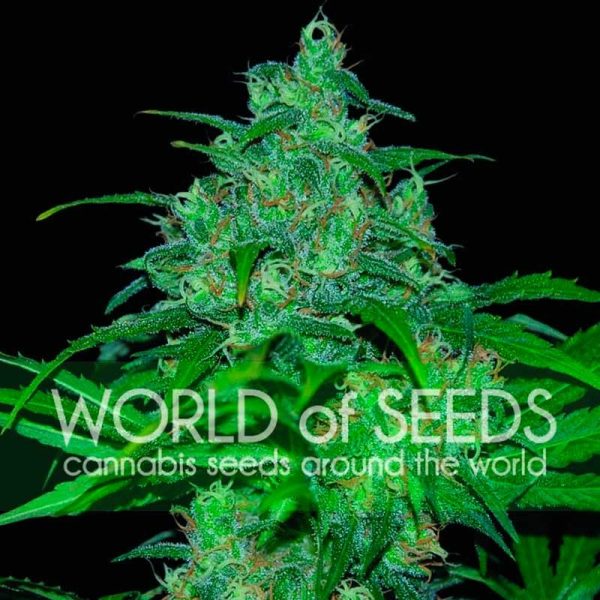 Wild Thailand World of Seeds Nasiona marihuany
