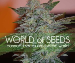 Yumbolt 47  World of Seeds Nasiona marihuany 