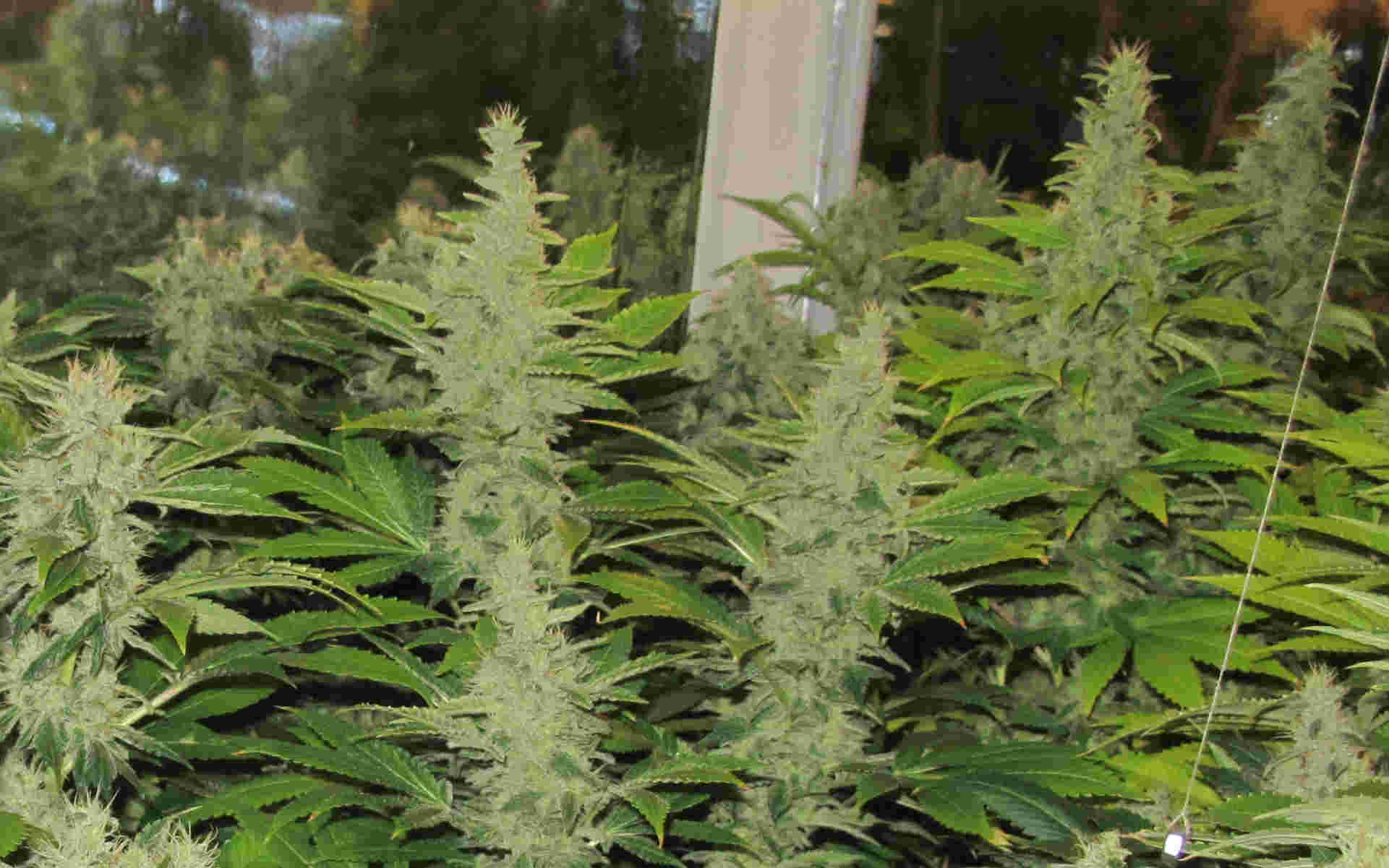 BCN Sour Diesel odmiana marihuany Medical Seeds