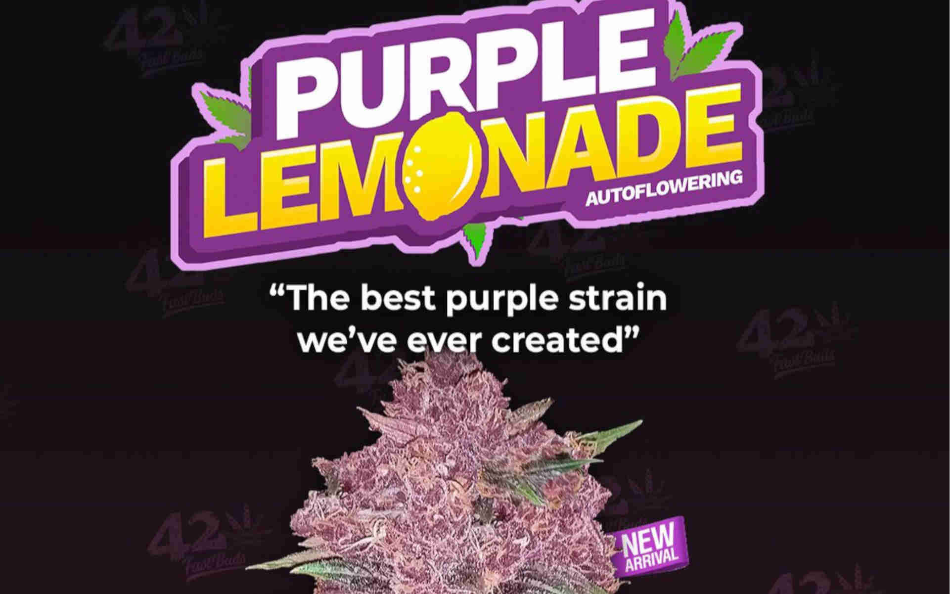 Purple Lemonade nasiona auto