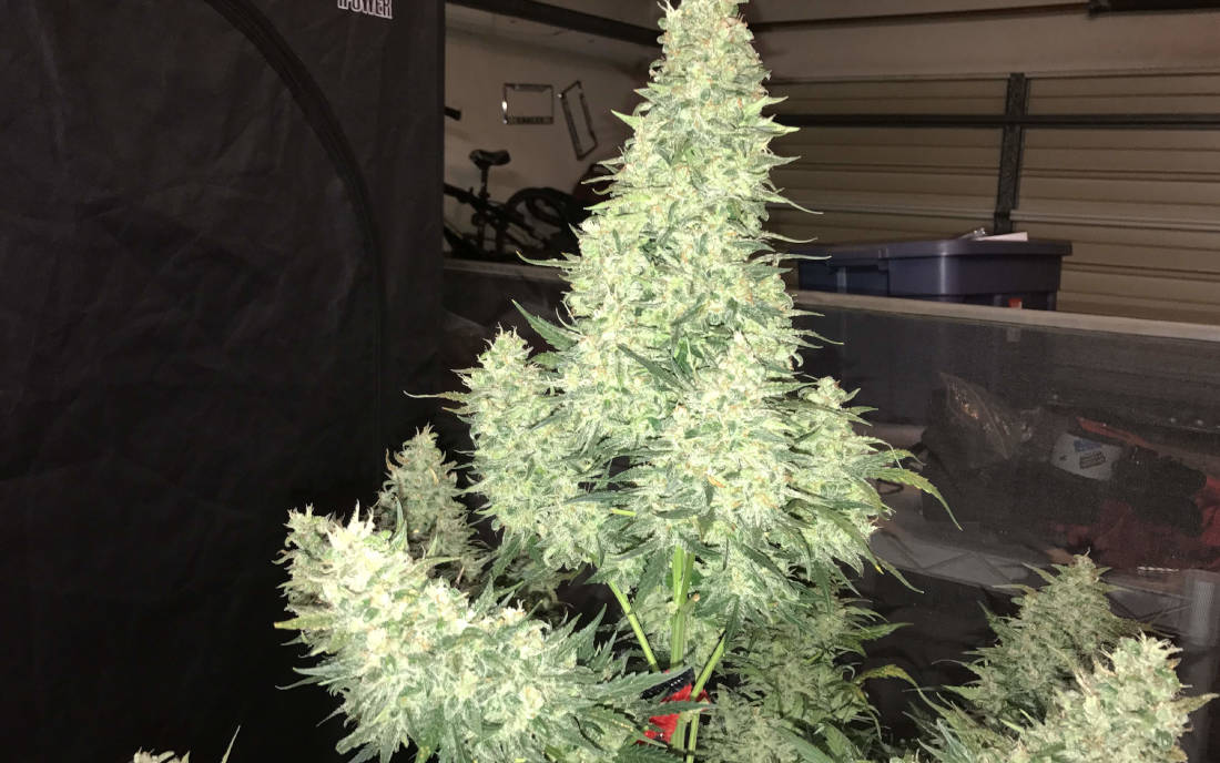 Fast Buds Tangie Matic Auto