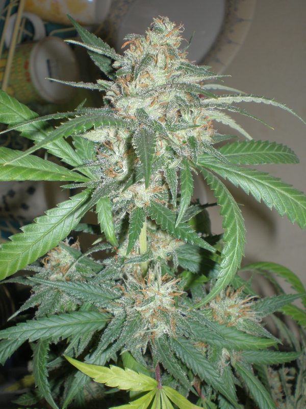 Homegrown Fantaseeds Amazing Haze
