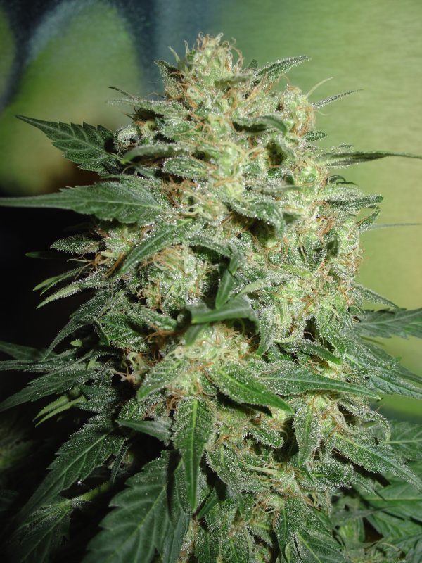 Northern Lights Auto Homegrown Fantaseeds
