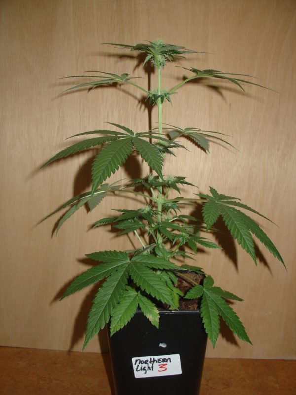 Northern Lights Auto Homegrown Fantaseeds