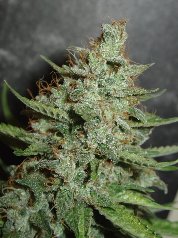 Super Chrystal Homegrown Fantaseeds