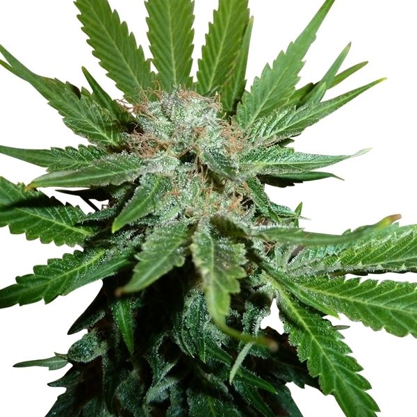 Royal Cheese Fast Flowering Royal Queen Seeds