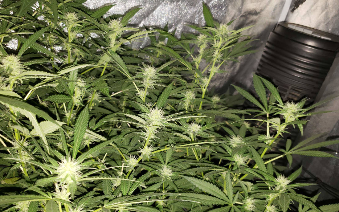 Critical Kush nasiona marihuany