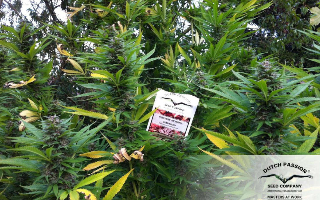 Marihuana Hollands Hope nasiona outdoor