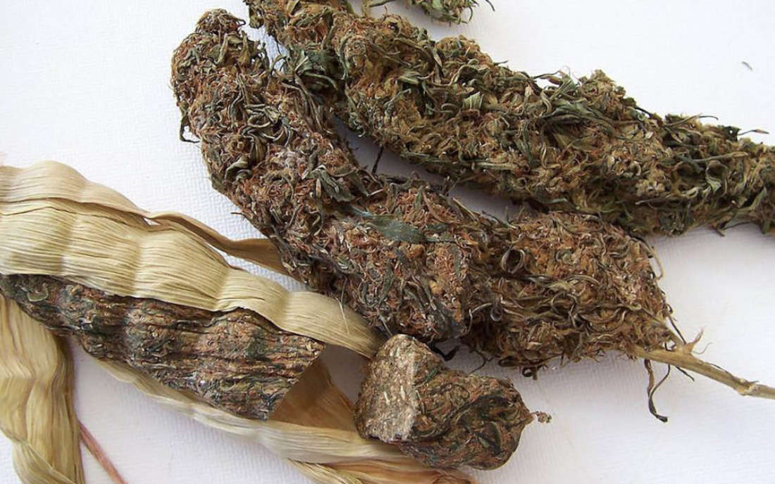 Malawi Cob Curring kolba marihuana