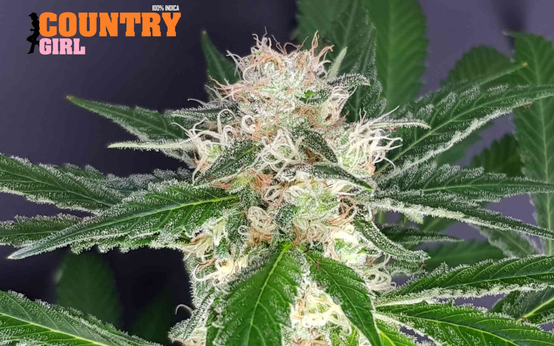 Country Girl – typowa Indica od The Outlaw Seeds