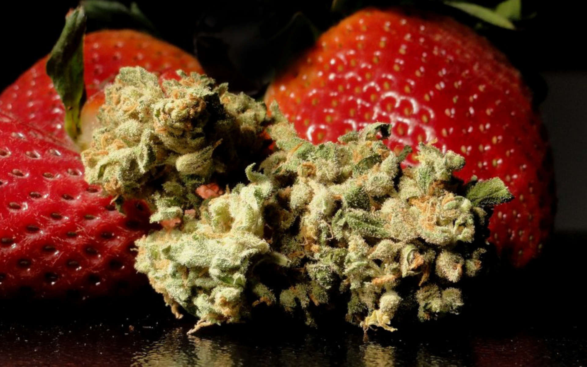 Strawberry Haze – truskawkowa sativa