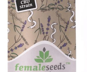 Female Seeds CBD Terra Italia