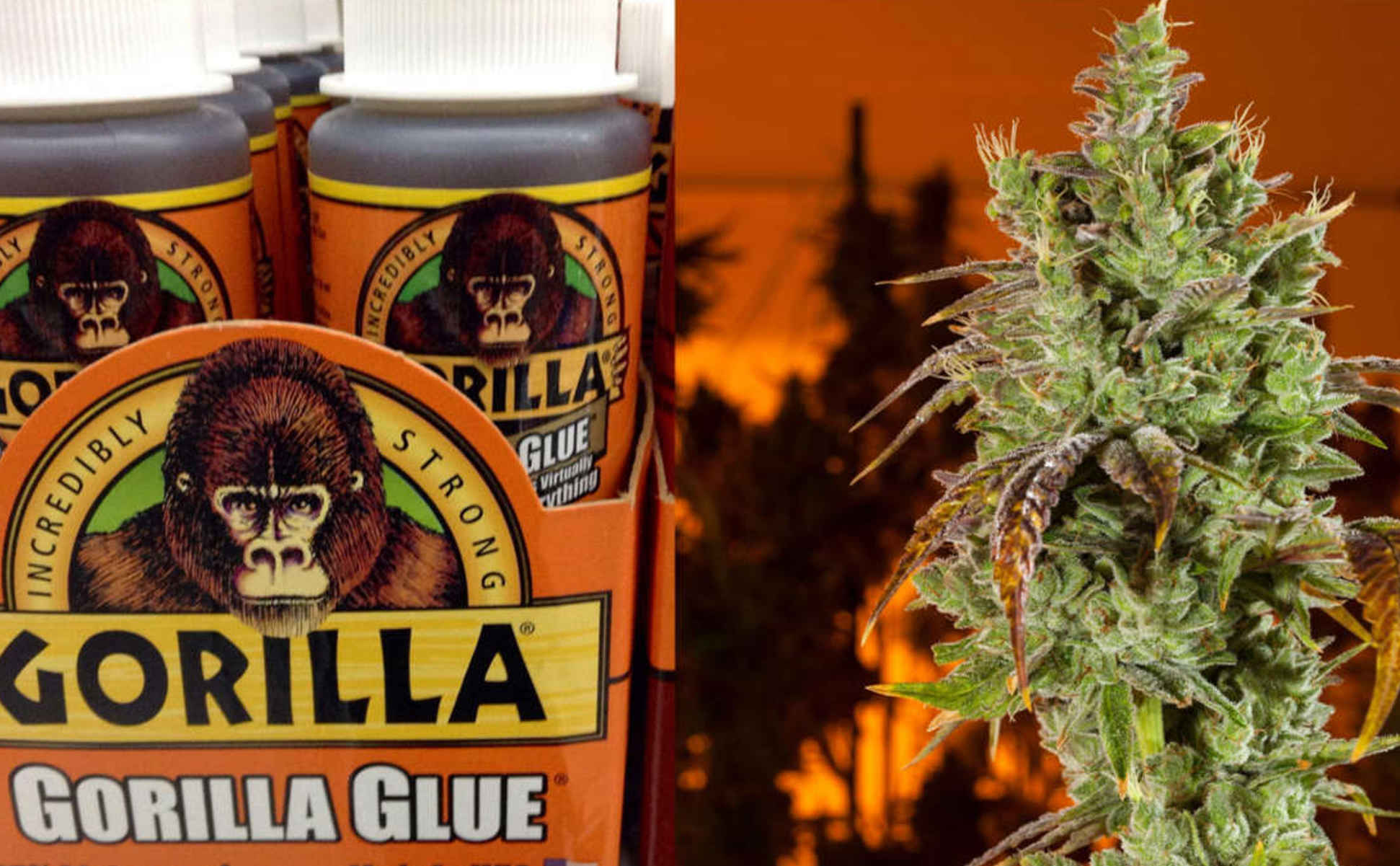 Gorilla Glue – najbardziej lepka odmiana