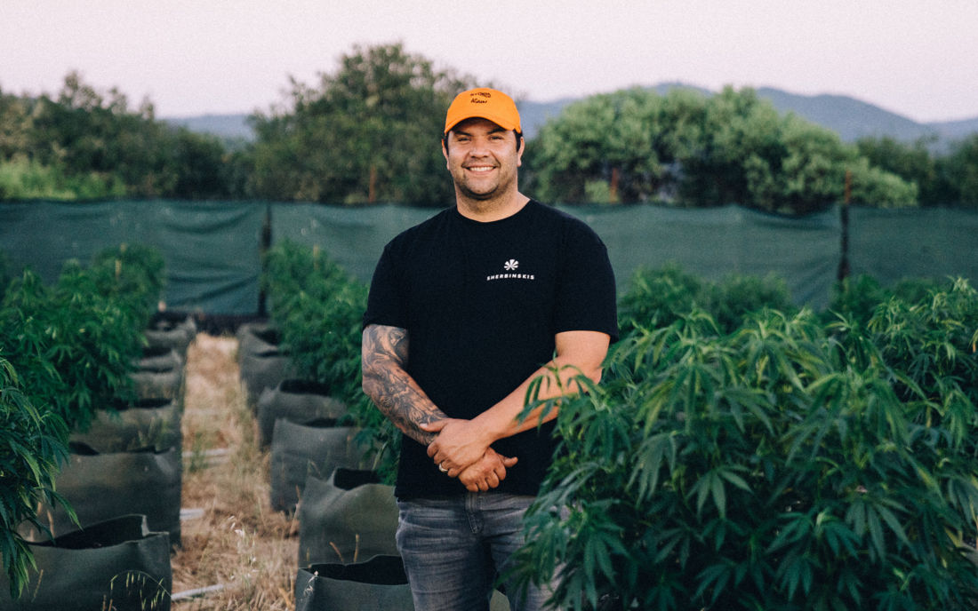 Sherbiński uprawa marihuany w Kalifornii