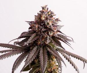 Gelato-K  Kannabia Seed Company Nasiona marihuany 