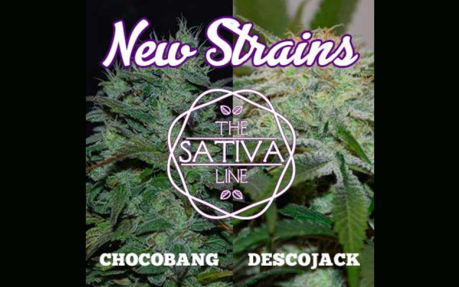 Nowe odmiany Delicious Seeds Chocobang i Descojack
