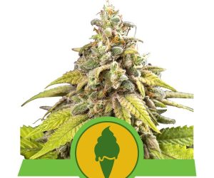 Green Gelato Automatic  Royal Queen Seeds Nasiona marihuany 