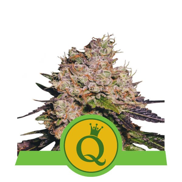 Purple Queen Automatic Royal Queen Seeds Nasiona marihuany