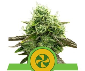 Sweet ZZ Automatic  Royal Queen Seeds Nasiona marihuany 