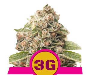 Triple G  Royal Queen Seeds Nasiona marihuany 