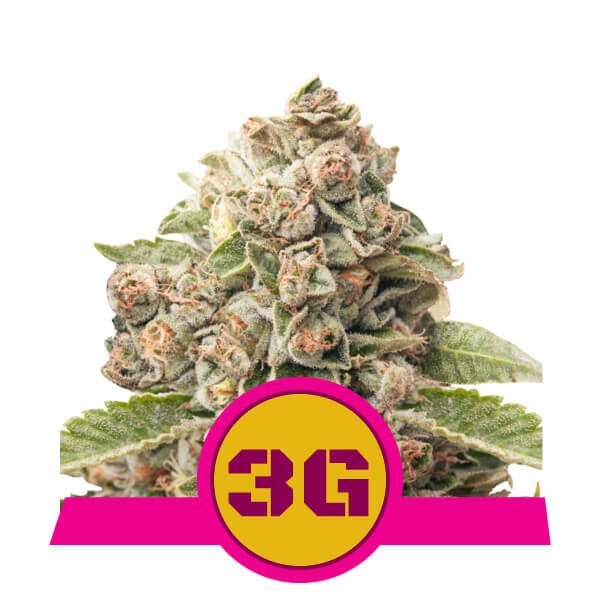 Triple G Royal Queen Seeds Nasiona marihuany