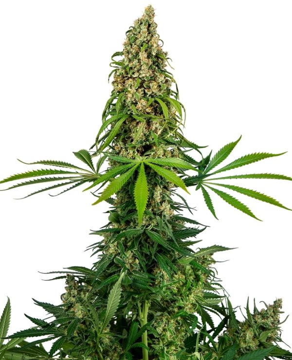 Sensi #140 Sensi Seeds Nasiona marihuany