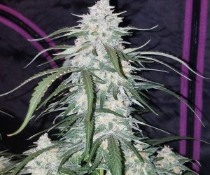 Pineapple Express Auto  Fast Buds Nasiona marihuany 