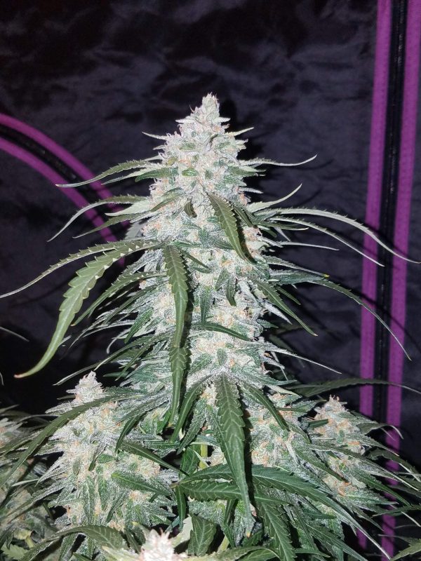 Fast Buds Pineapple Express Auto