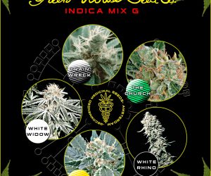 Indica Mix G  Green House Seeds Nasiona marihuany 