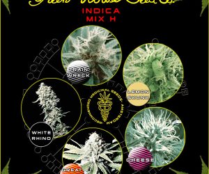 Indica Mix H  Green House Seeds Nasiona marihuany 