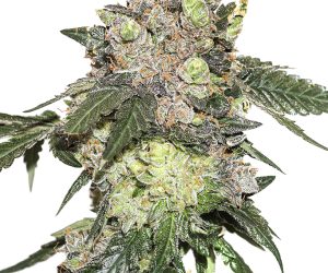 Seed Stockers Girl Scout Cookies