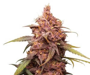 Seed Stockers Purple Punch