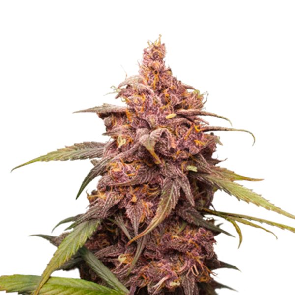 Purple Punch Seedstockers Nasiona marihuany
